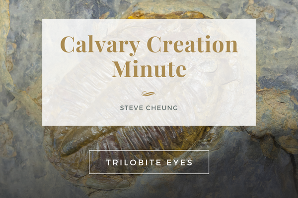 Calvary Creation Minute Banner