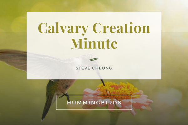 A Calvary Creation Minute Banner